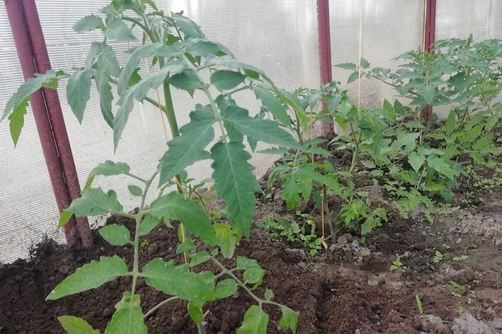 Никогда не убирайте этот пасынок, урожай помидоров будет намного лучше: о чем забывают дачники Помидоры