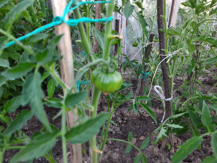 5 правил полива помидоров, которые помогают собрать богатый урожай:новости, помидоры, огород, овощи, полив, сад и огород