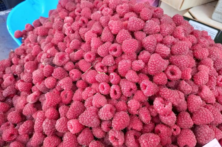 Ценная подкормка для малины, благодаря которой кусты будут усыпаны крупными ягодами: удобрение готовится из популярного сидерата Малина