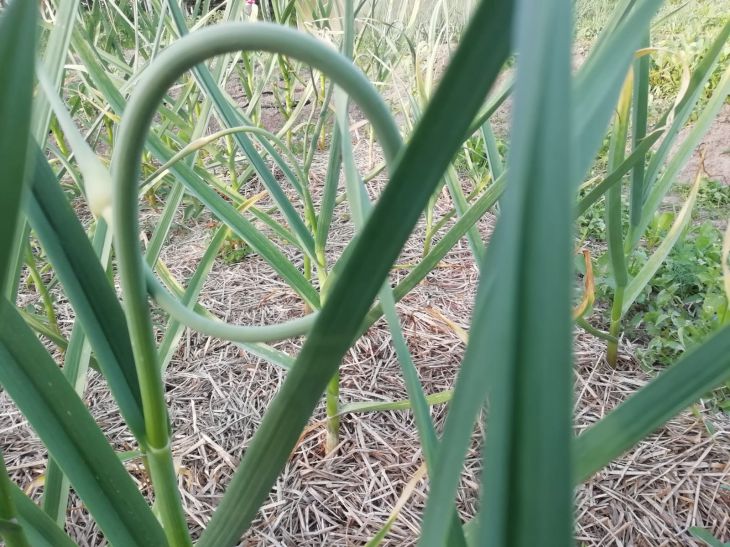 Как не угробить урожай озимого чеснока: популярные ошибки огородников Чеснок