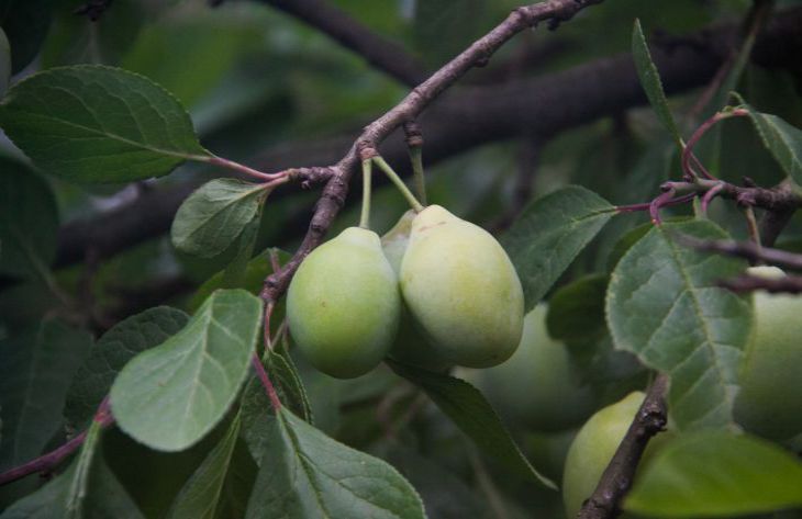 Чем подкормить груши и яблони в июле, чтобы собрать богатый урожай: секретыдачников: новости, сад, яблоня, груша, подкормка, урожай, сад и огород