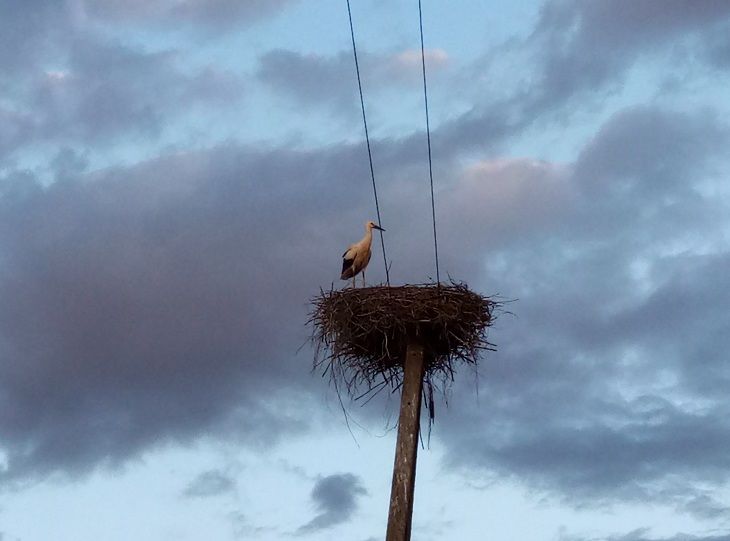 Жара, грозы, сильный ветер. В Беларуси на 30 июня объявлен оранжевый уровень опасности аист