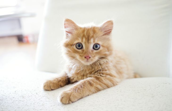 Какие овощи и фрукты нельзя давать кошке Кошка