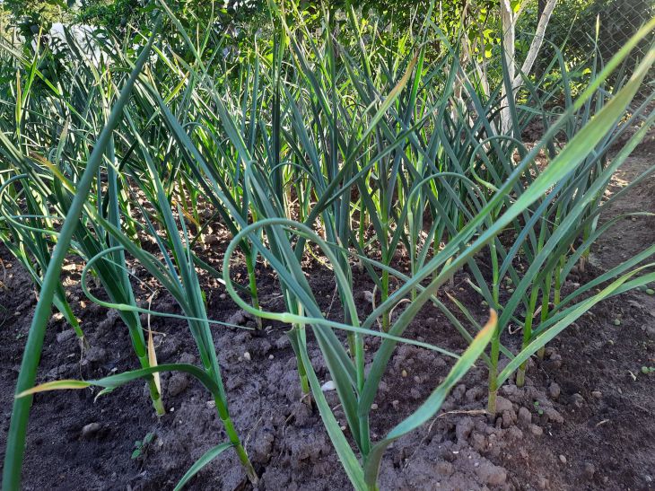 Как можно использовать чесночные стрелки на грядке: почему опытный огородник никогда не выбросит цветоносы чеснок