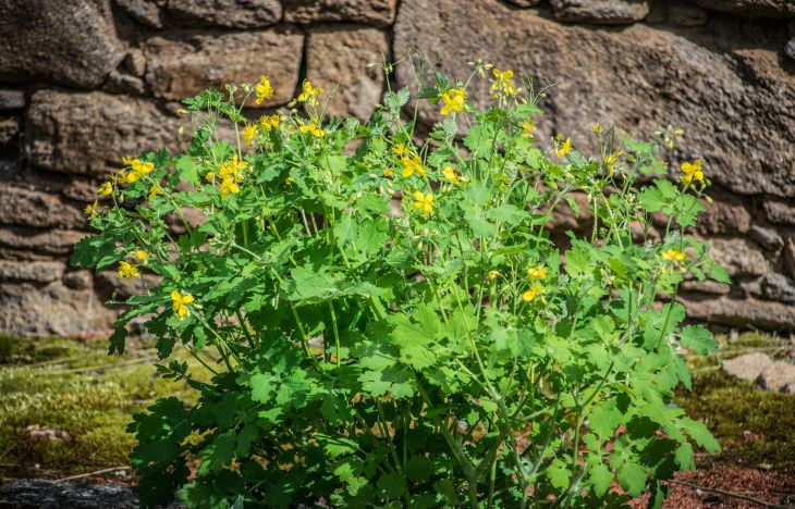Почему опытные дачники позволяют чистотелу расти на своих участках: 3 способа применения полезного растения Чистотел