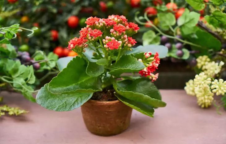 Бабушкин секрет, что делать с комнатными цветами, чтобы пышно цвели без перерыва цветы