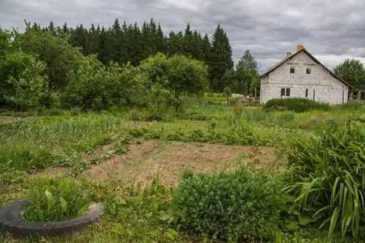 Зачем нужен йод на саду и огороде?