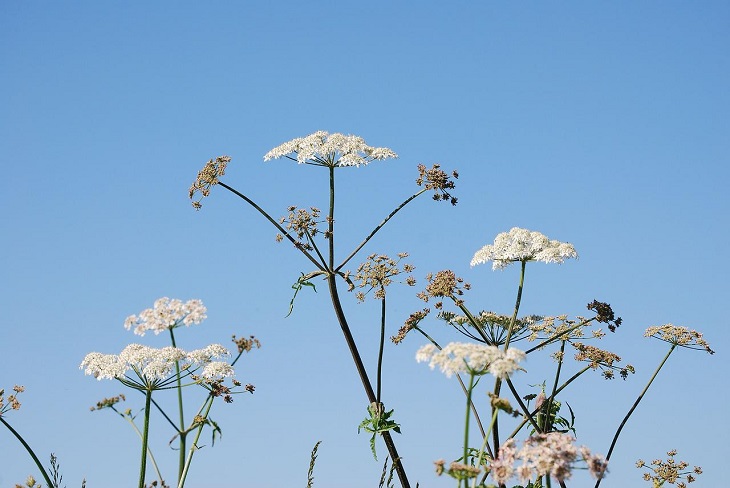Как быстро избавиться от борщевика на участке: 5 проверенных методов Борщевик