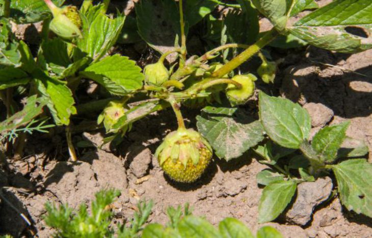 Клубничный куст