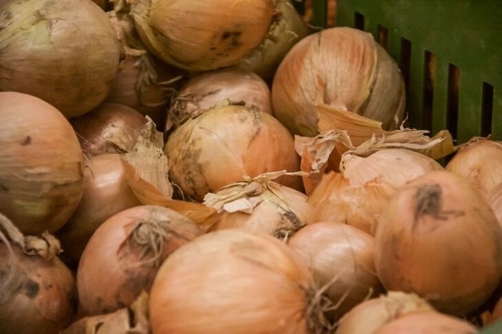 Почему хитрые дачники никогда не выбрасывают луковую шелуху: какую пользу она приносит на огороде лук