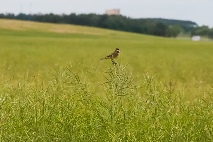 3 причины посадить сидераты на участке уже этой осенью: хитрость, которой пользуются продвинутые дачники Поле