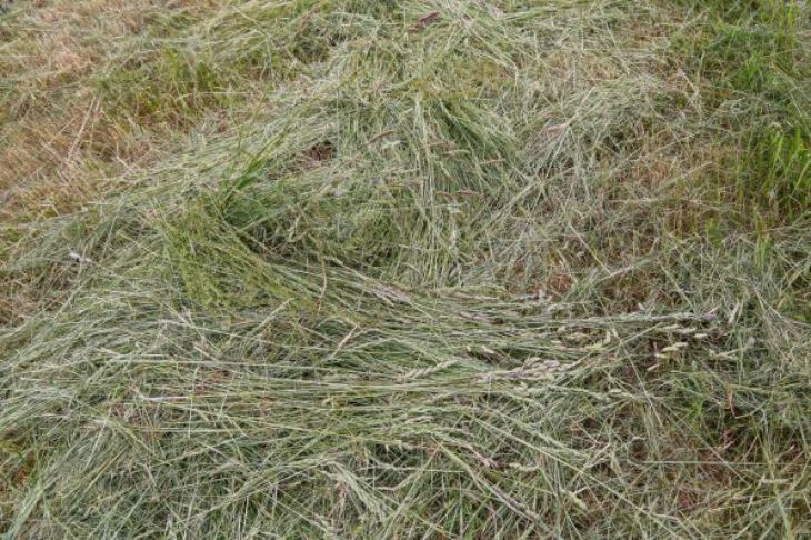 Трава Скошенная