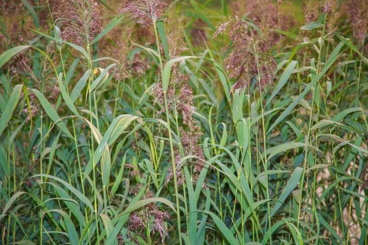 Трава, сорняки