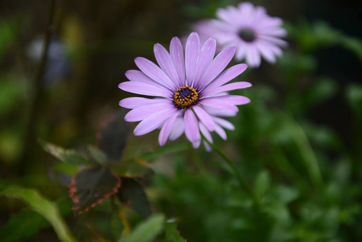 21 июня: что нельзя делать, чтобы не отпугнуть фортуну Цветы