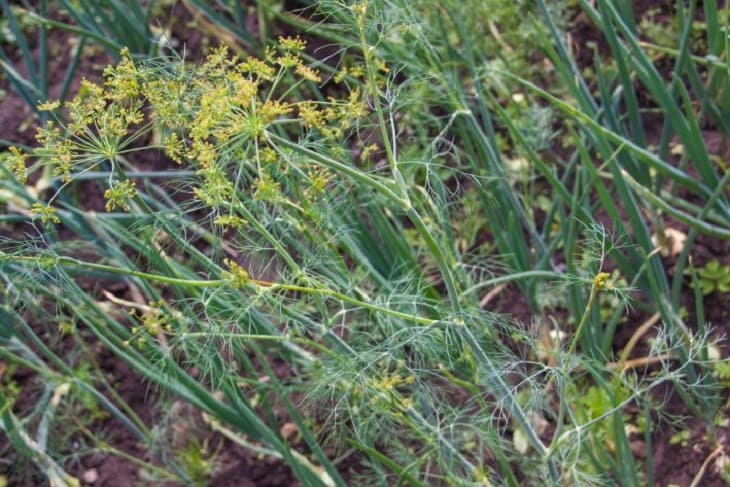 Укроп станет пышным и ароматным: чем его поливают продвинутые огородники Укроп