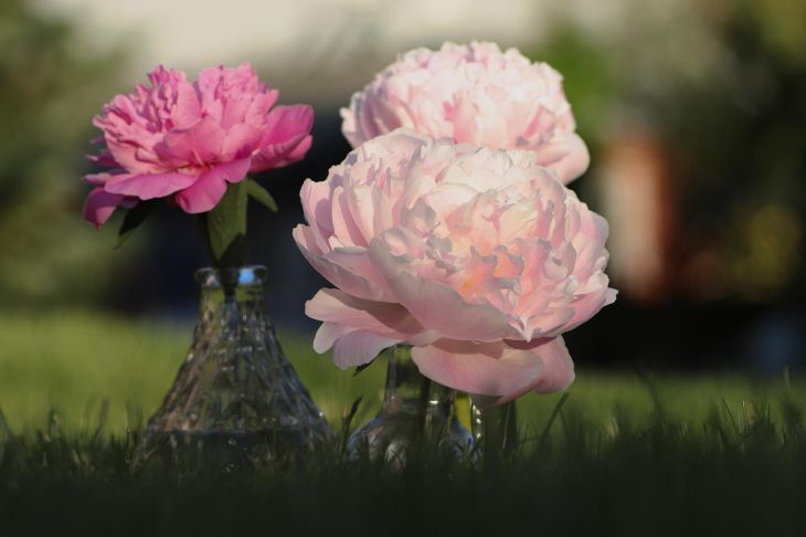 Пионы в вазе