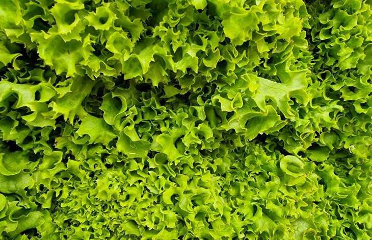 Малышева назвала продукты с огорода, которые портят суставы зелень