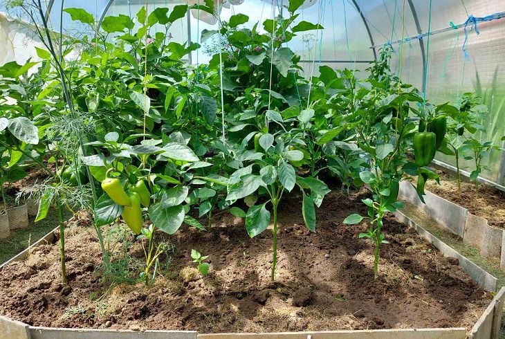 Как правильно собирать плоды перца, чтобы увеличить урожайность в два раза: в чем хитрость Перец