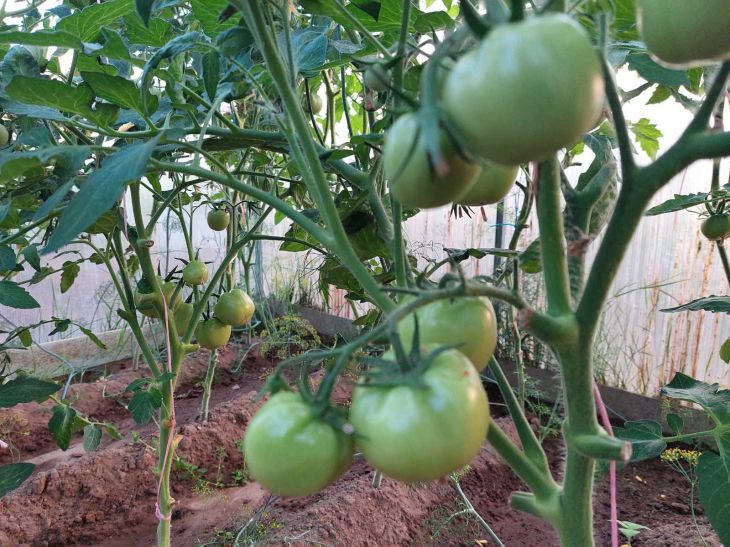 Почему у томатов в парнике листья скручиваются: возможные причины и способыборьбы с ними: новости, дача, парник, помидоры, болезни, вредители, сад иогород