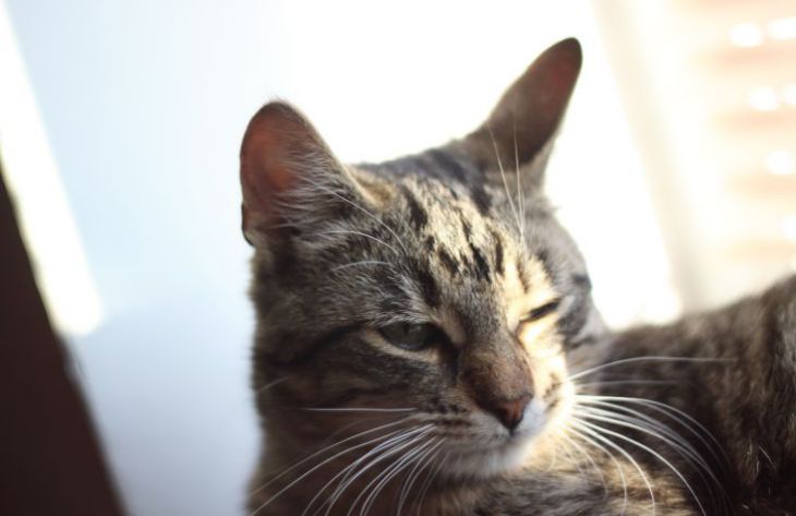 Как отучить кошку от плохого поведения: эксперты раскрыли 2 простых способа кошка