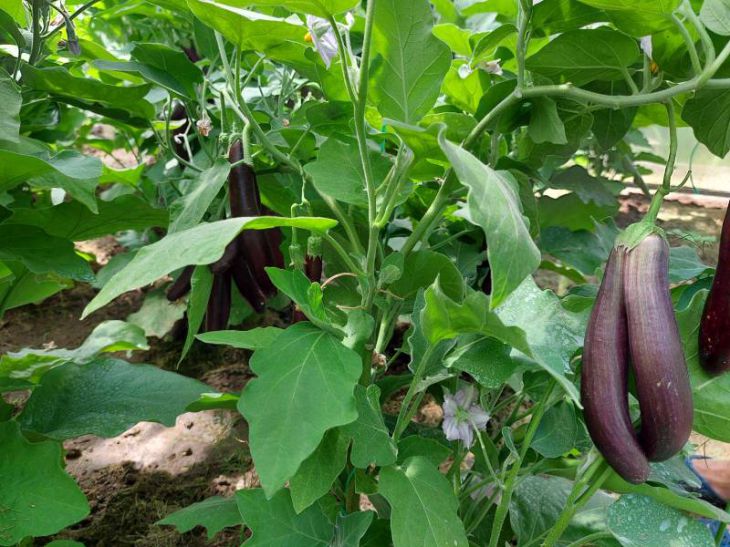 Подкормка баклажанов в июле: получаем хороший урожай: новости, баклажаны,овощи, советы, удобрение, сад и огород