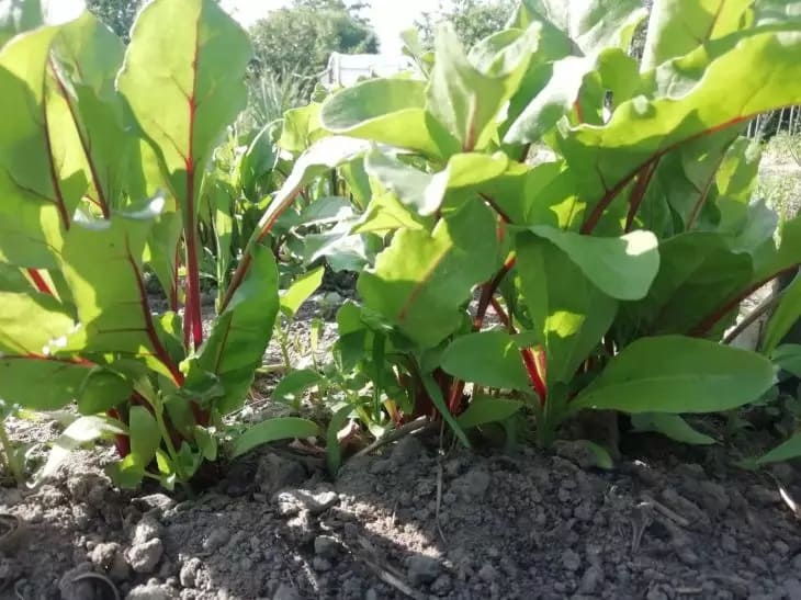 Свекла слаще мармелада: все секреты выращивания, о которых нужно знать Свекла