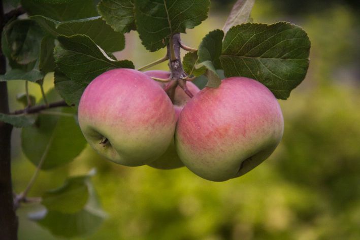 Почему высыхают и опадают незрелые яблоки: причины и способы исправления