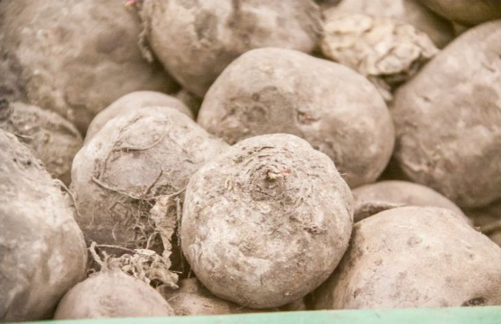 Как правильно варить свеклу для салата, чтобы она получилась вкусной: хитрости хозяек свекла