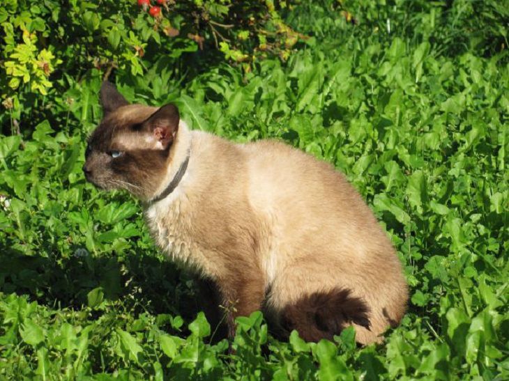 Чтобы соседским котам было неповадно лазить по грядкам: просто рассыпьте это безвредное средство кот