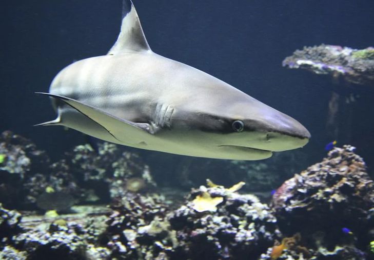 Вторая женщина погибла в результате нападения акулы в египетской Хургаде акула