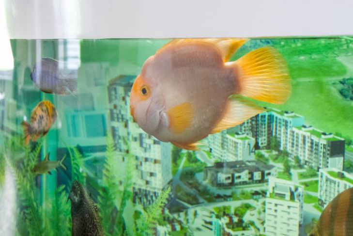 Почему важно менять воду в аквариуме каждую неделю аквариум