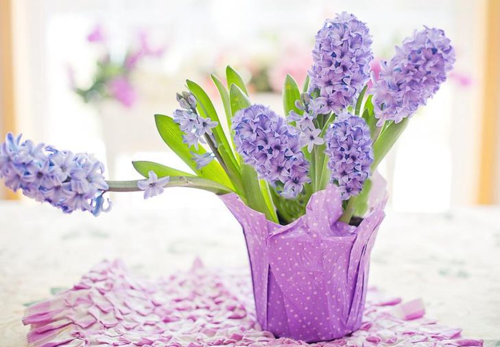 Как вырастить на своем подоконнике цветок молодости и любви: очарует своей красотой и ароматом цветы