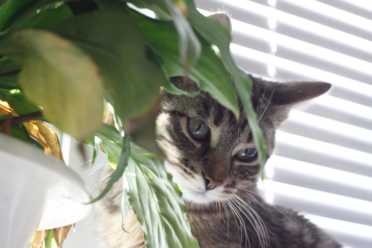 Какие запахи не нравятся кошкам: новости, кошки, запахи, аромат, проблемы,  советы, домашние животные