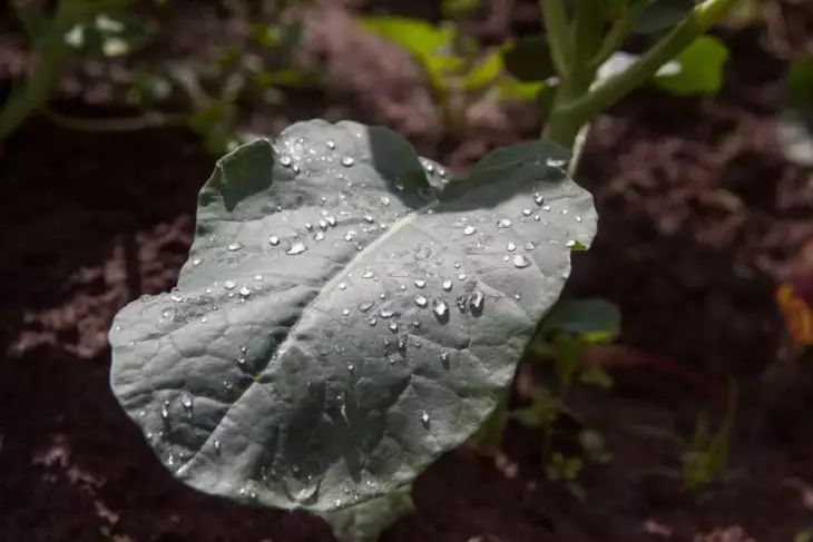 Чем обработать растущую капусту от неприятных слизней: невредный способ лист