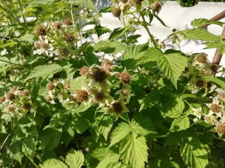 3 растения, сдерживающие разрастание малины: надежные ограничители малина