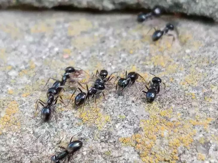Колония муравьев сбежит с огорода за 5 минут, не останется и следа: проверенный способ