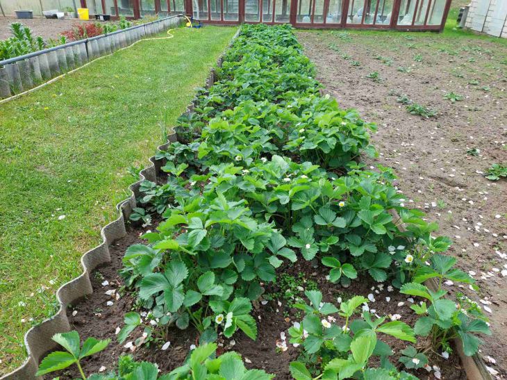 Как предотвратить появление паутинного клеща на грядках: это можно сделать благодаря всем доступному бесплатному средству Огород