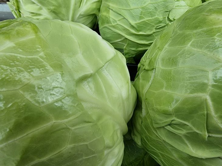 Проверенное агрономами удобрение для капусты: результат - всегда большие и красивые кочаны Капуста