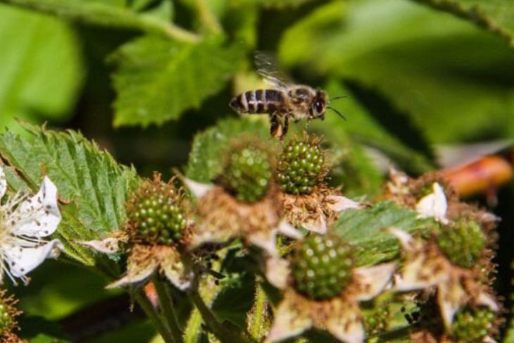 Народные приметы на 2 июля: погоду предскажут пчелы пчела