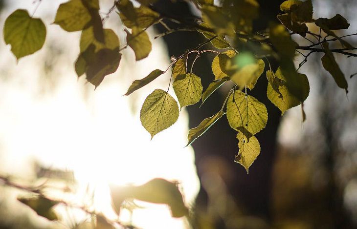 Народные приметы на 28 июля: о чем говорит пожелтевшая липа липа