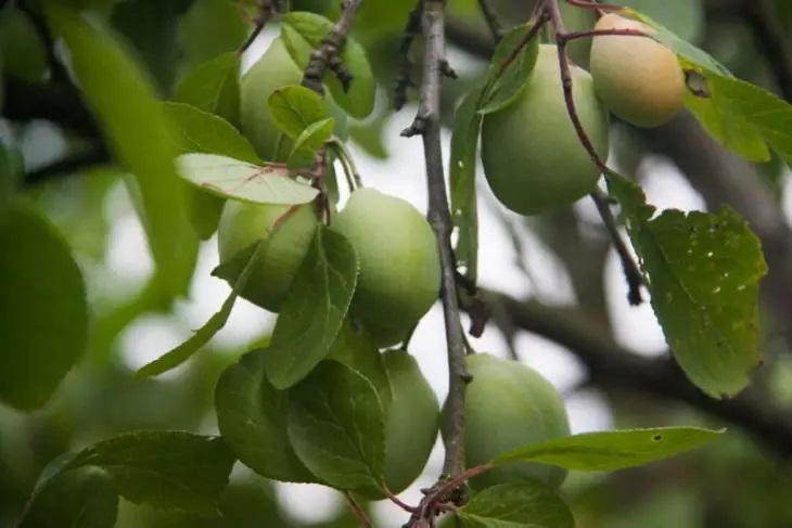 Что делать, если на сливе появилась тля: простые способы борьбы Слива