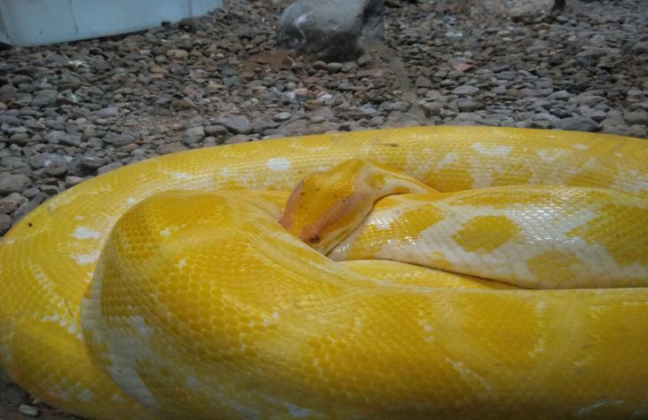 Какие змеи являются самыми крупными на планете: их размеры удивят любого