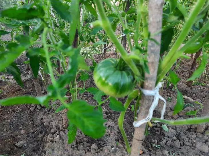 Нужно ли поливать томаты в разгар июля: от чего зависит вкус и сладость плодов томаты