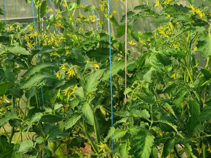 Подкормка для томатов «Три в одном», чтобы не опадали цветки и увеличилась завязь: хитрость ушлых огородников помидоры