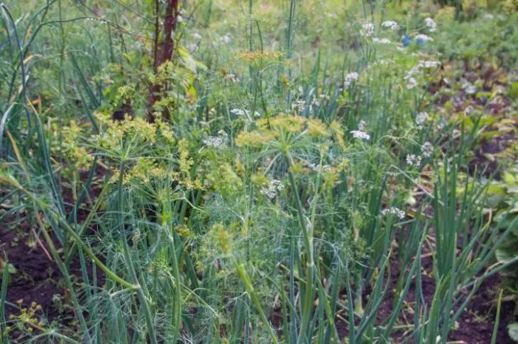 Что посадить сейчас на грядки, чтобы успеть собрать урожай до середины августа укроп