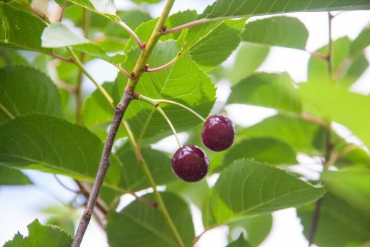Почему вишня не плодоносит Как увеличить урожай вишни