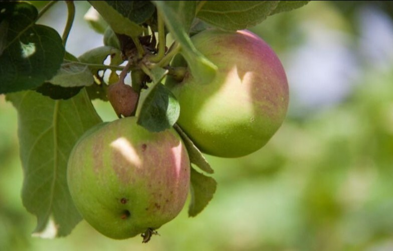 Почему молодая яблоня не плодоносит: ошибки, из-за которых нет урожая:новости, сад, яблоня, яблоки, урожай, ошибки, сад и огород