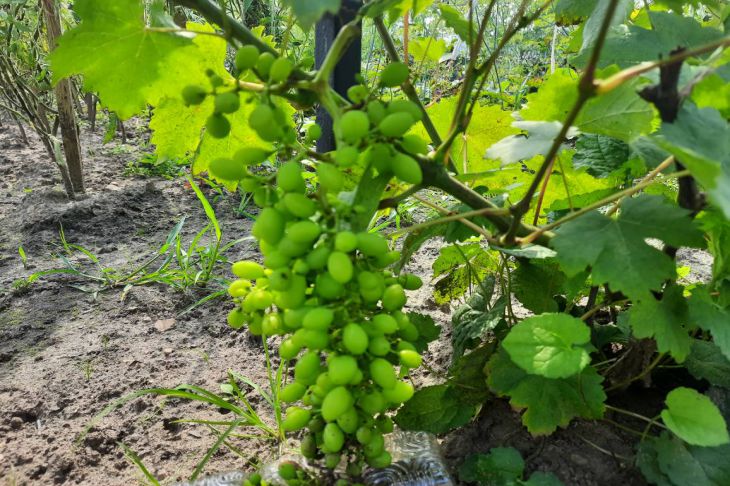 В чем плюсы выращивания винограда в теплице: 4 сорта для закрытого грунта :новости, виноград, сад, выращивание, ягоды, урожай, сад и огород