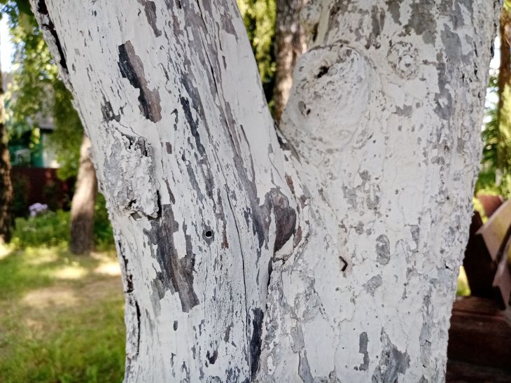 4 мифа о лишайниках на плодовых деревьях: каков вред, нужно ли удалять и показатель экологичности