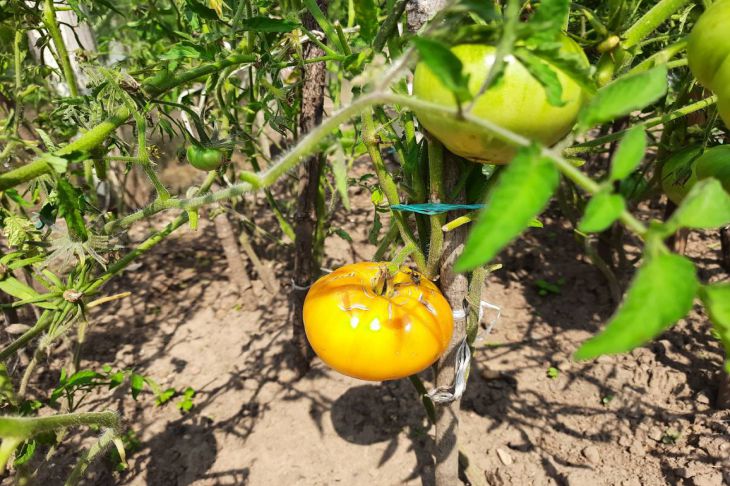 Как защищать томаты от фитофтороза с помощью горчицы: способ от продвинутых огородников